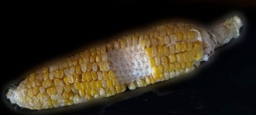 maiz comido2
