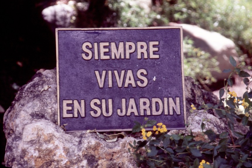 Siempre vivas en su jardín