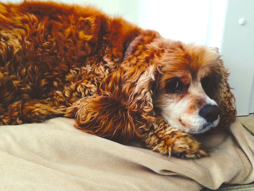 Ginger, COCKER SPANIEL